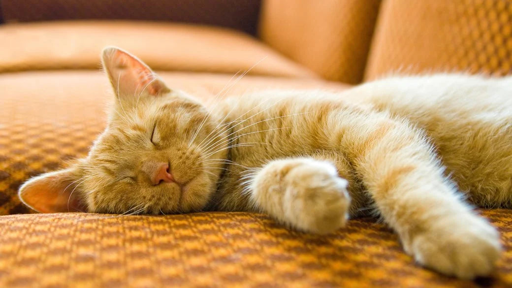 7 Reasons Why Cats Sleep So Much