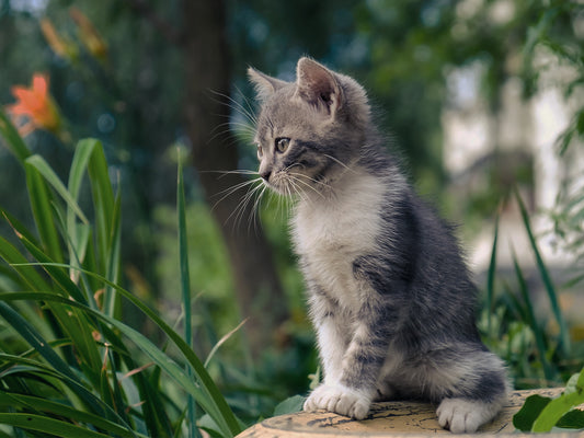 5 Tips For Letting Cats Out For The First Time